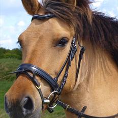 Anden særlig race Kiki 