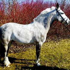 Connemara Teglstrups Samos