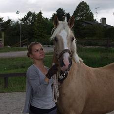 Palomino Yellow Fellow- Solgt;(