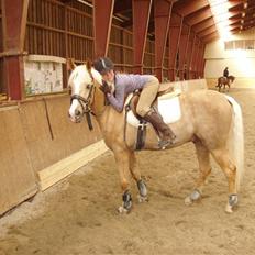 Palomino Yellow Fellow- Solgt;(