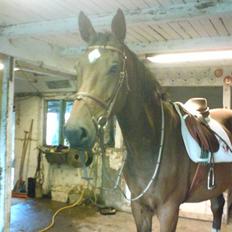 Anden særlig race Milton 