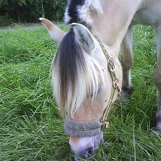 Fjordhest Theodor.. (Solgt)