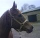Arabisk fuldblod (OX) Chamika ox 3640 r.i.p
