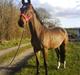 Anden særlig race Milton 
