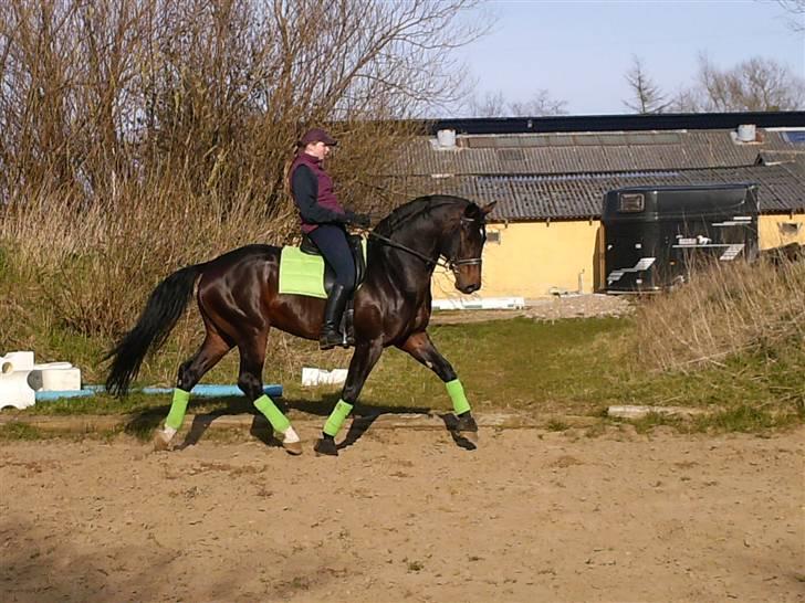 Dansk Varmblod Tjørnelund's Revolution - Træning... taget af sanne:) billede 13