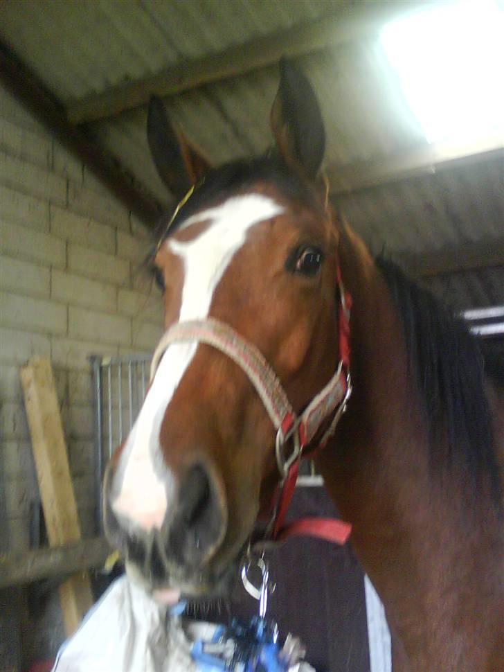 Dansk Varmblod Storåens Manhjana billede 10