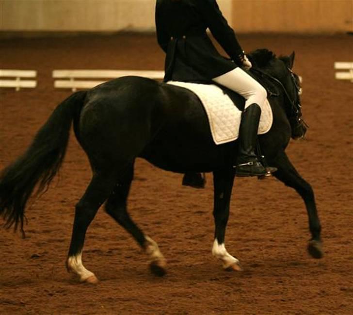 DSP Welvet af kongshøj <3 - Stævne d. 29 november (min fødeslsdag) taget af charlotte  billede 15