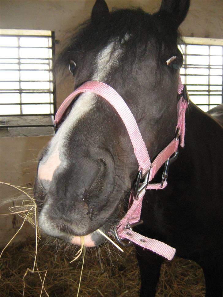 DSP Welvet af kongshøj <3 - skal vi dele? - you ist amazing my lover billede 16