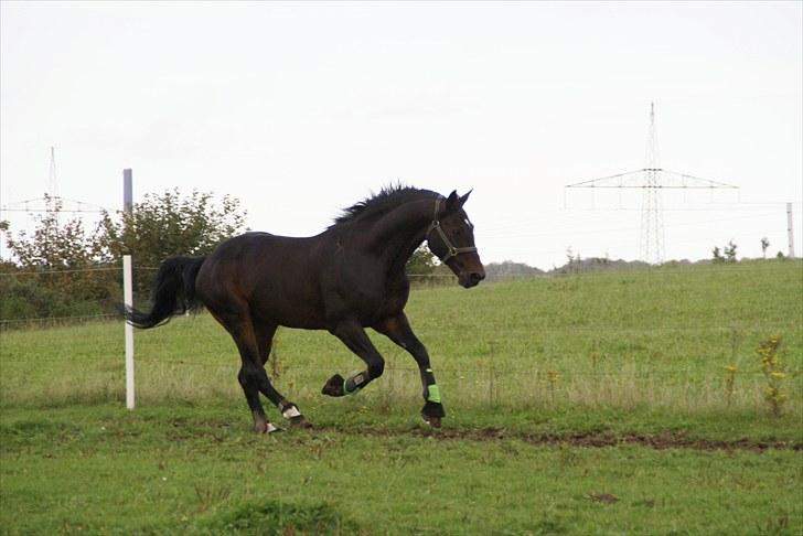 Dansk Varmblod Tjørnelund's Revolution - Galop tur på marken! billede 15