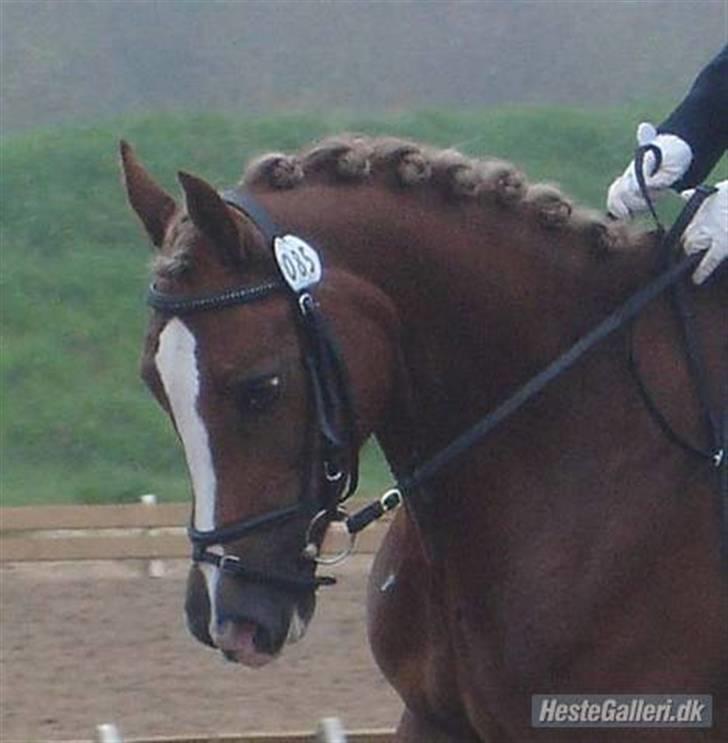 Anden særlig race Østergårdens Easy - solgt - med gamle ejer <3 billede 3