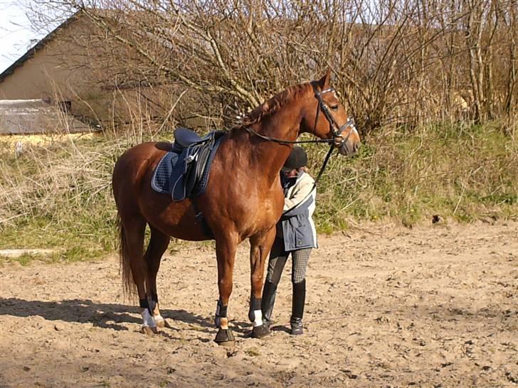 Dansk Varmblod Gødsbøls Fanell R.I.P - Sammen med Signe, som har fået lov at låne ham, for at lærer en masse øvelser! LA og op efter! billede 11