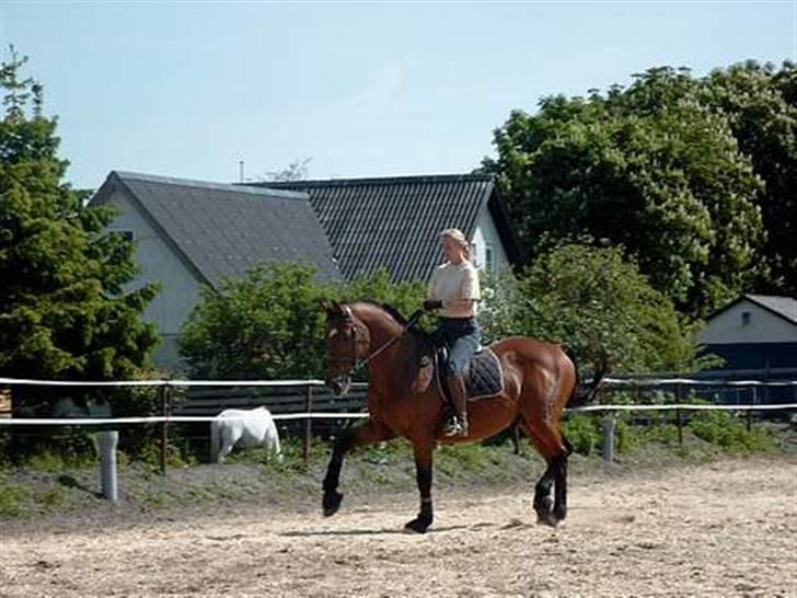 Dansk Varmblod Thor - Helle og Thor billede 14