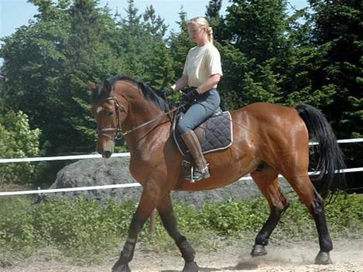 Dansk Varmblod Thor - Helle og Thor billede 15