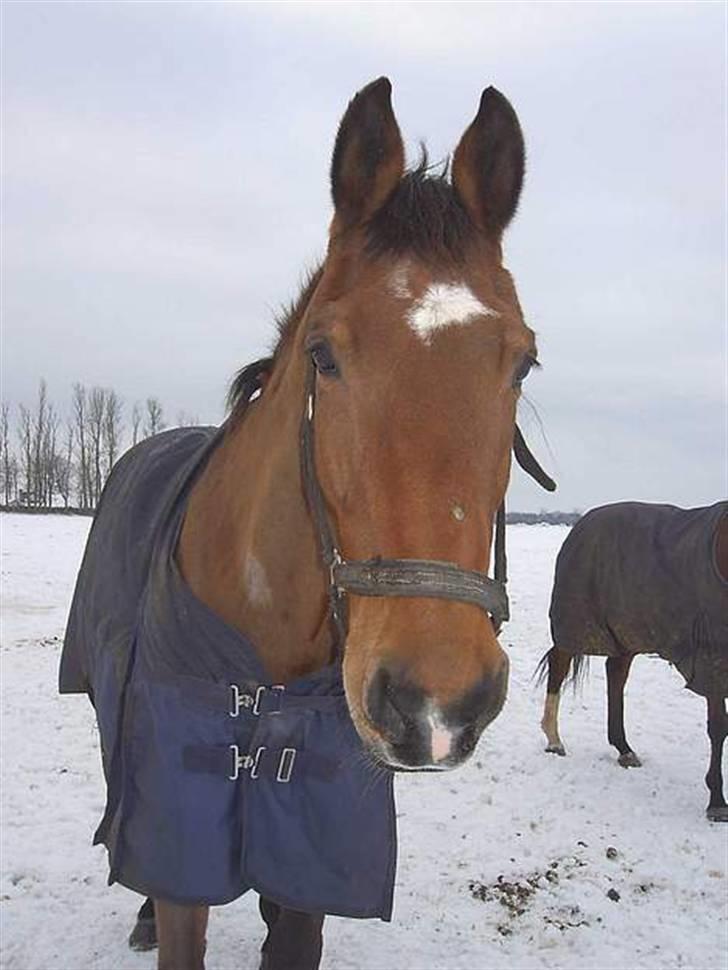 Dansk Varmblod Thor - Thor i sneen :) billede 16