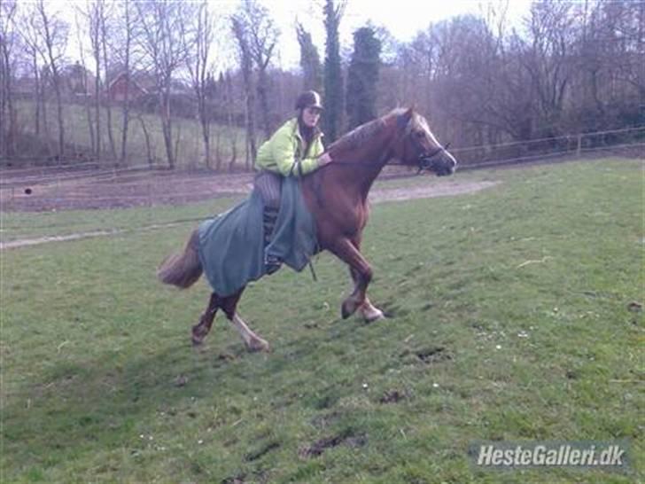 Anden særlig race Østergårdens Easy - solgt - hehe hu ner så sød <33 billede 5