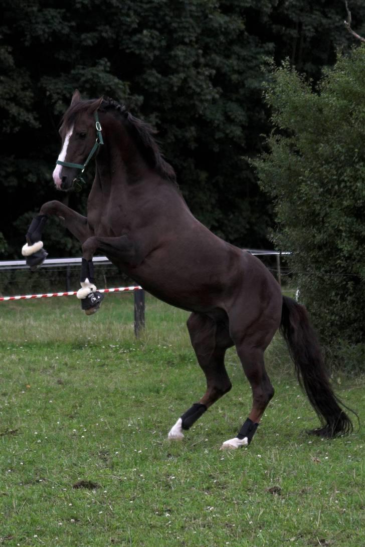 DSP Ferrai - (NYT)Ferrai setjler på folden :o)Taget af=Lenaelsborg.dk billede 1