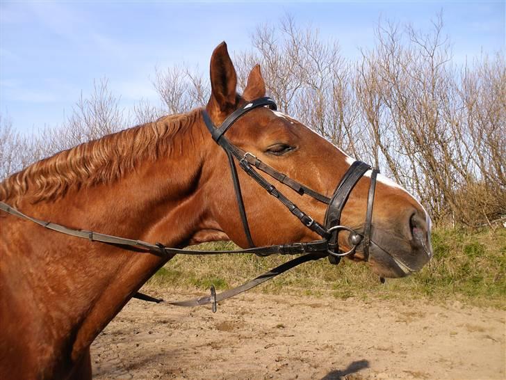 Dansk Varmblod Gødsbøls Fanell R.I.P billede 18