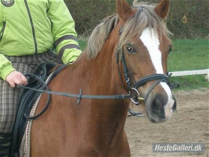 Anden særlig race Østergårdens Easy - solgt - første gang jeg ride den skønne <333 billede 7