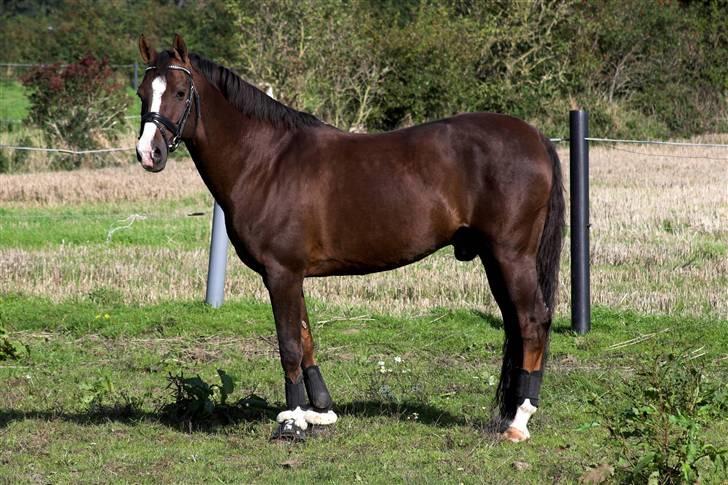 DSP Ferrai - på fold ;D han har bamse pels, hehe Taget af Lenaelsborg.dk billede 10