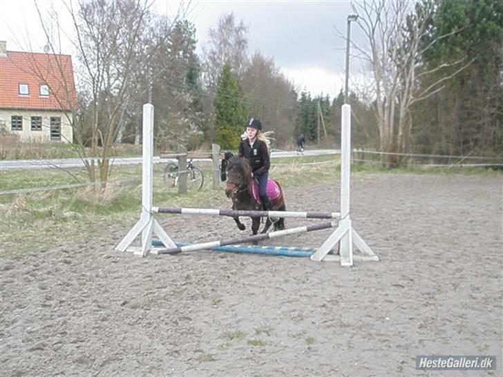 Shetlænder Nullermand<3 Mit Savn )': - her er min springer XD  elsker den pony... billede 17