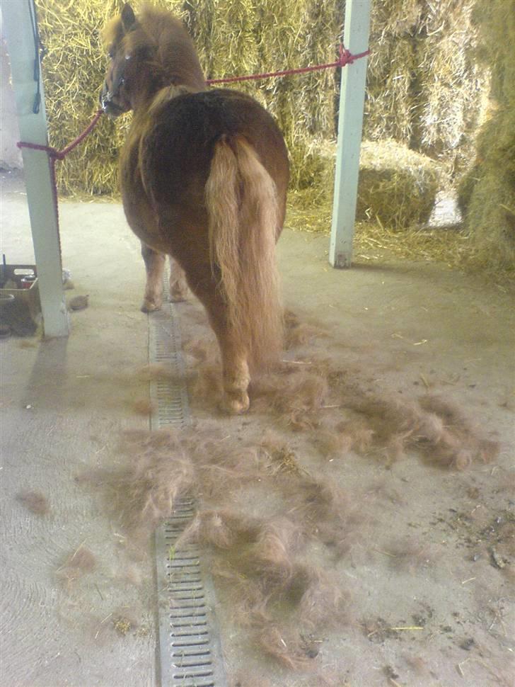 Shetlænder Hugo (ferrai) billede 11