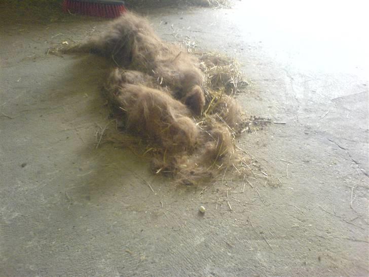 Shetlænder Hugo (ferrai) billede 12