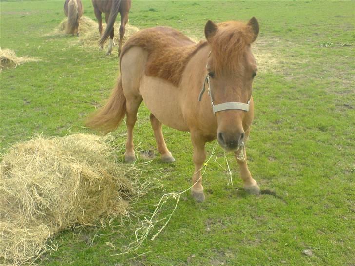 Shetlænder Hugo (ferrai) - Det var dejligt at komme af med den lange pels billede 13