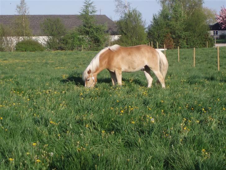 Haflinger Koldborg's Anton Steenberg - NYT: på sommergræs billede 9