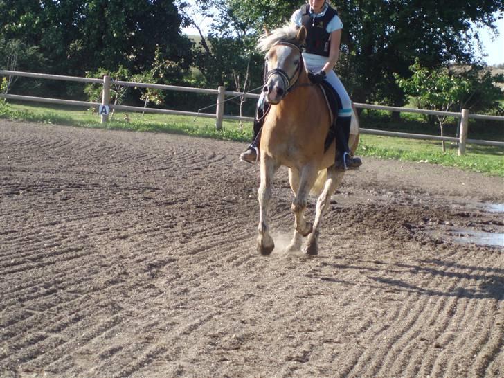 Haflinger Koldborg's Anton Steenberg - NYT: hyp hop gallop :D billede 10