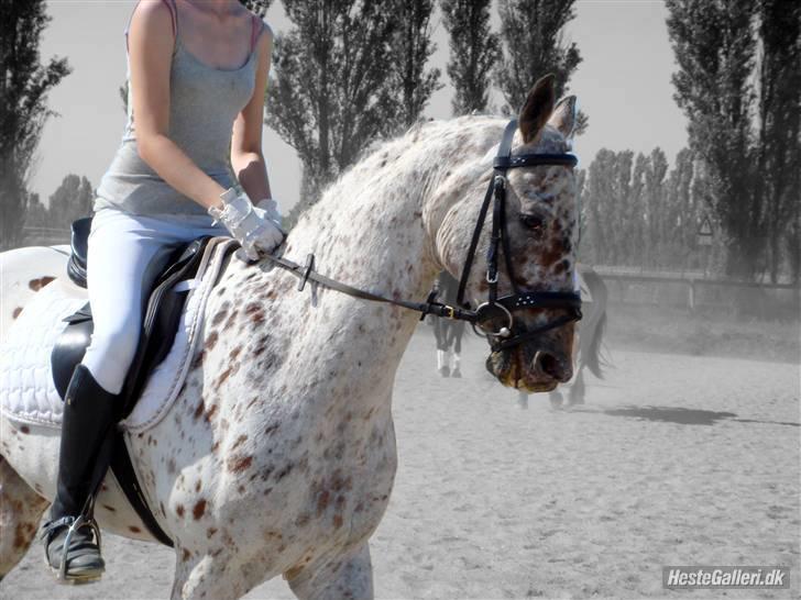 Knabstrupper Ac-Action - GL. Part. - Stævne HVR d.7/6-08 LB2 billede 10