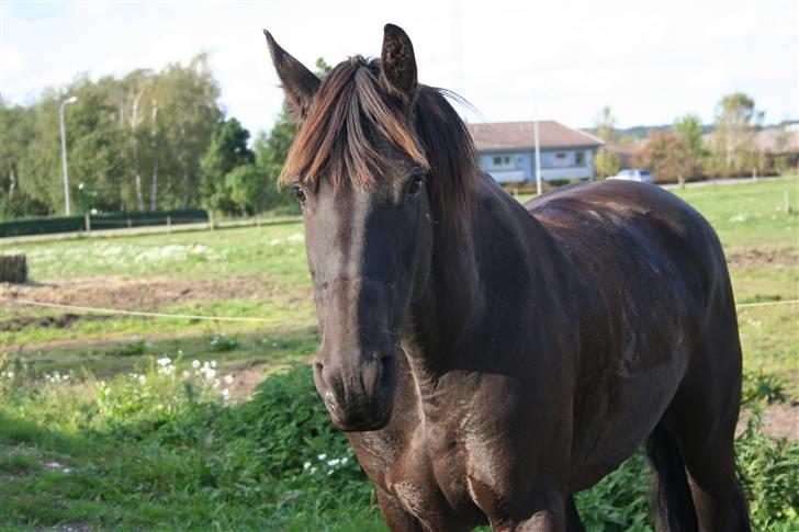 Frieser Carla R.I.P - Carla står og kigger;D <3 nyt taget d 20 september 08 billede 1