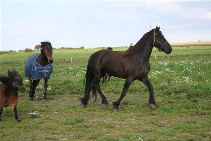 Frieser Carla R.I.P - leg på folden <3 nyt taget d 20 september 08 billede 2