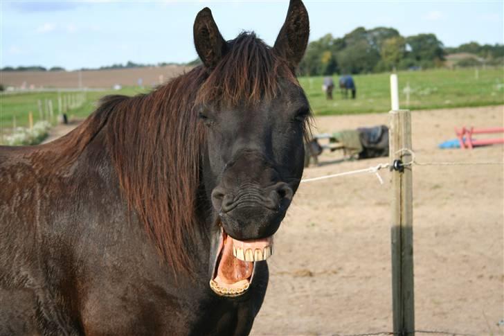 Frieser Carla R.I.P - Sådan ser man ud efter en ridetur på ca 1½ time og uden træning i 14 dage, men hun skulle rides hen til sanne for at hun kunne blive flyttet nyt taget d 20 september 08 billede 3