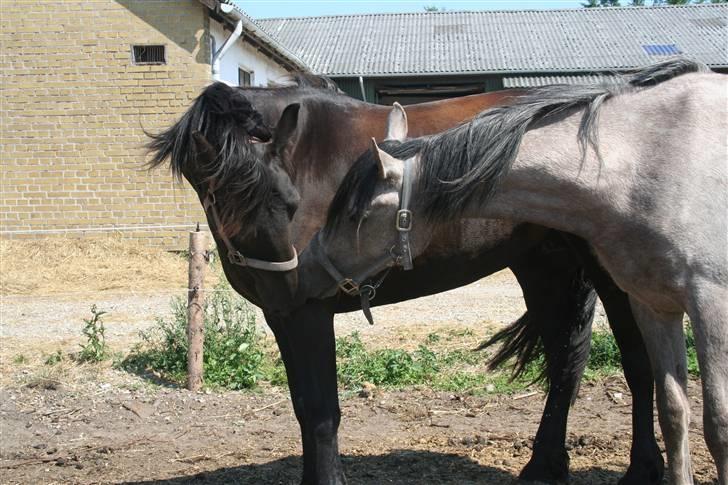 Frieser Carla R.I.P - Nyt taget d 3 juli Ved hingsten hun skal bedækkes af:)De kan da også godt hygge lidt:) billede 4