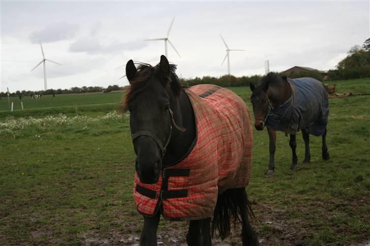 Frieser Carla R.I.P - Carla idag d19. Oktober Det er en helt andet hest efter blot 5½ mdr billede 5