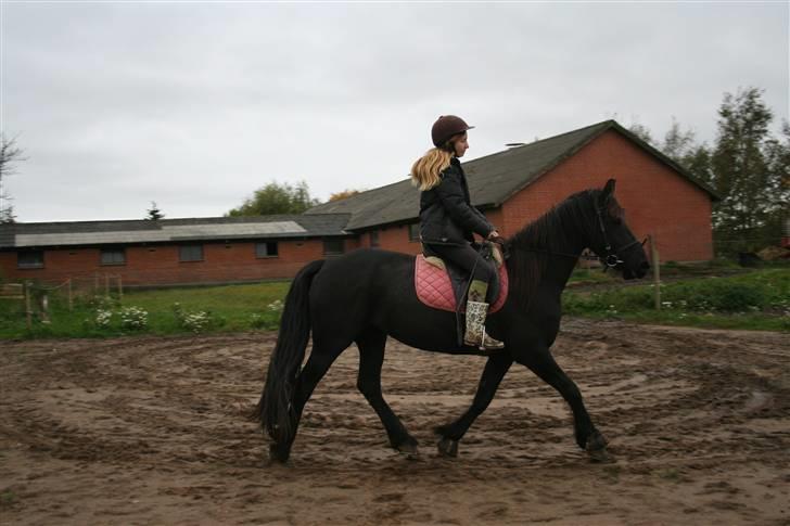 Frieser Carla R.I.P - Mig og Carla idag d19. Oktober Det er en helt andet hest efter blot 5½ mdr og her har hun stået stille ca 14 dage så hun gør det godt:) billede 6