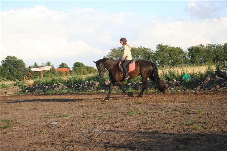 Frieser Carla R.I.P - Nyt taget d 11 juli. Det nye sted hun er opstaldet, dressur efter minimum 1½ uges pause og ingen seriøs ridning så hun gjorde det bare super godt!:) billede 7
