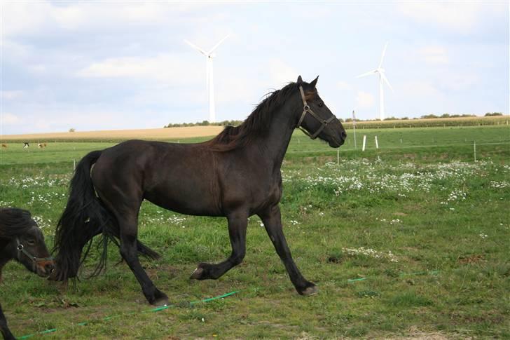 Frieser Carla R.I.P - Carla i trav på folden nyt taget d 20 september 08 billede 9