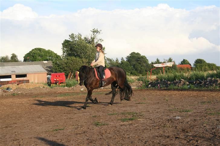 Frieser Carla R.I.P - Nyt taget d 11 juli. Det nye sted hun er opstaldet, dressur efter minimum 1½ uges pause og ingen seriøs ridning så hun gjorde det bare super godt!:) billede 10
