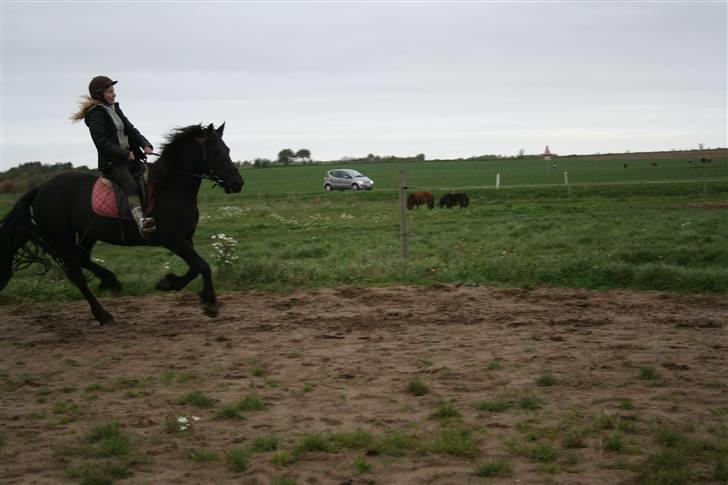 Frieser Carla R.I.P - Mig og Carla idag d19. Oktober Det er en helt andet hest efter blot 5½ mdr I Galop på vej i mod et stop billede 13