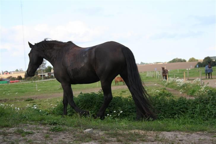 Frieser Carla R.I.P - nyt taget d 20 september 08 billede 14