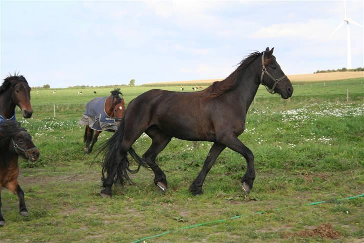 Frieser Carla R.I.P - leg på folden nyt taget d20 september 08 billede 16