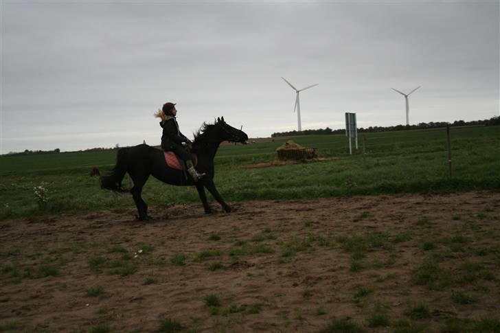 Frieser Carla R.I.P - Sådan ser det ud når man træner western stop i galop hehe, hun var så dygtig idag:) Mig og Carla idag d19. Oktober Det er en helt andet hest efter blot 5½ mdr billede 17