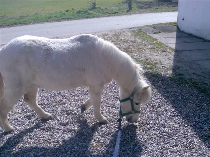 Shetlænder Wisty R.I.P Himmelhest billede 6