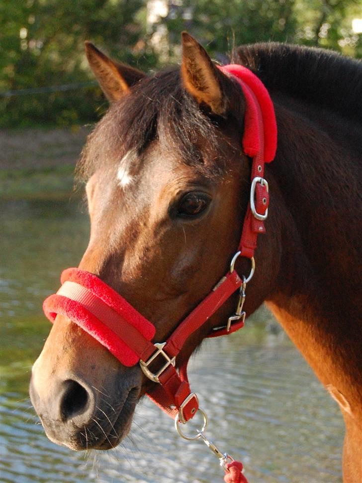 Anden særlig race Gazel himmelhest!:'(<3 - Celle har lige fået øje på noget spændene<3<3<3  Tak til camilla pedersen for det fine billede:-) billede 2