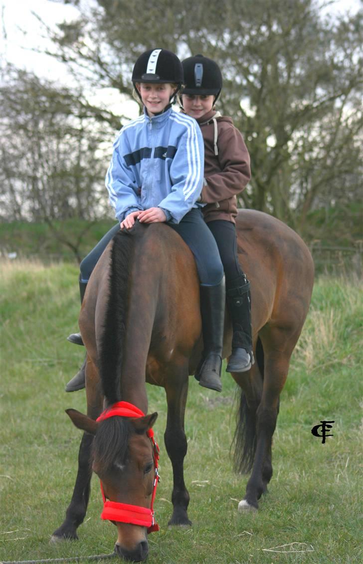 Anden særlig race Gazel himmelhest!:'(<3 - Pernille, Sarah og Gazel hygger sig. billede 16