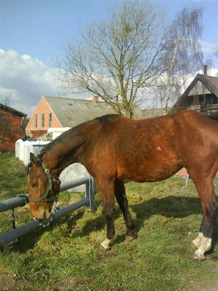 Dansk Varmblod Alouette - vinter 07, som man kan se på hendes pels :D foto: mig billede 2