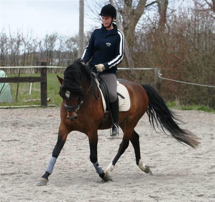 New Forest Roløkke Carte D´or billede 17