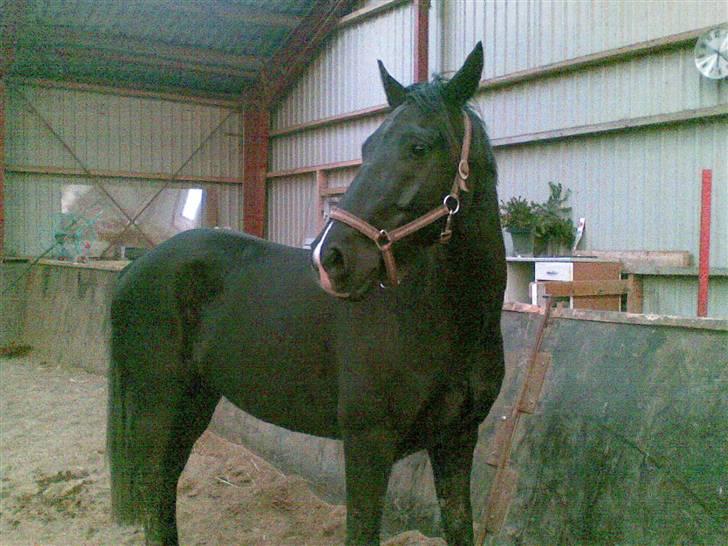 Anden særlig race Snip "Stoffer" Solgt billede 9