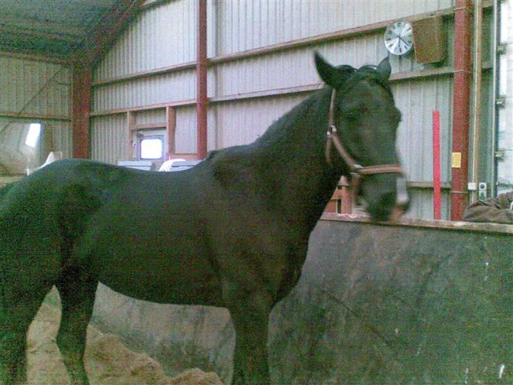 Anden særlig race Snip "Stoffer" Solgt - Tager mig lige en power nap billede 10